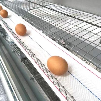 Correia quente da coleção do ovo da venda de Annilte na exploração avícola