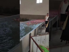 Limpeza do fruto e máquina da escolha