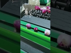 Limpeza do fruto e máquina da escolha